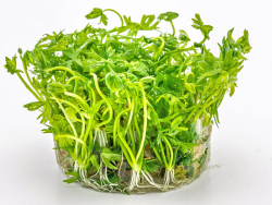 Fluss-Hahnenfuß - Ranunculus inundatus in vitro